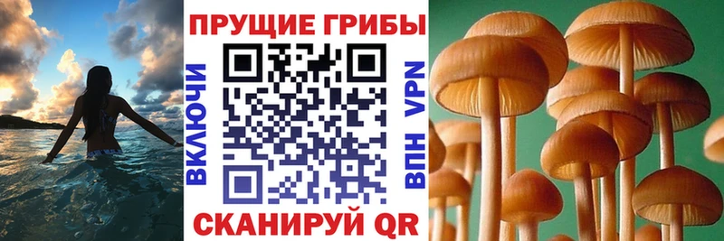 Псилоцибиновые грибы мицелий  Курлово 